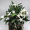 Neofinetia falcata Komaru 小丸